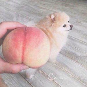 Meet your Posher, Chang